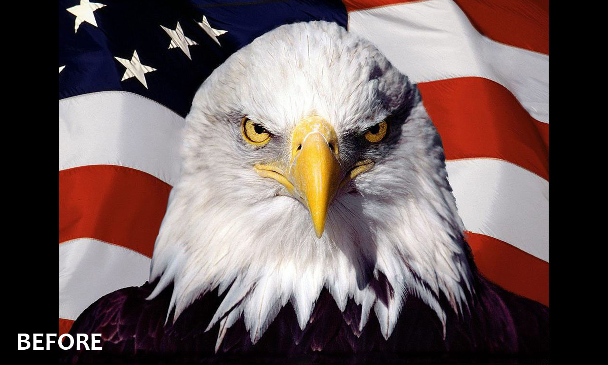 Design For US Flag Eagle